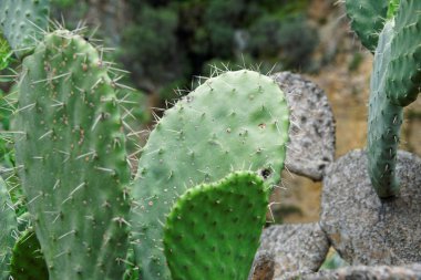 Colca Canyon Arequipa bölgesi