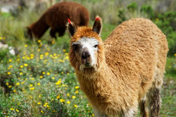 Lamas in der Region Arequipa — Stockfoto