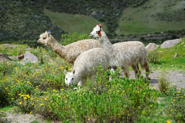 Lamas in der Region Arequipa — Stockfoto