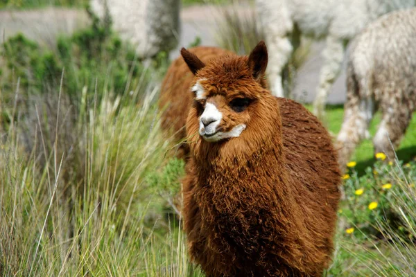 Llamas Arequipa bölgesi — Stok fotoğraf