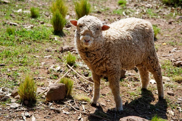 Ovce beeing zvědavý — Stock fotografie