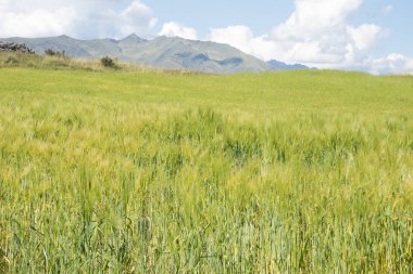 Cusco disi alanlar alan