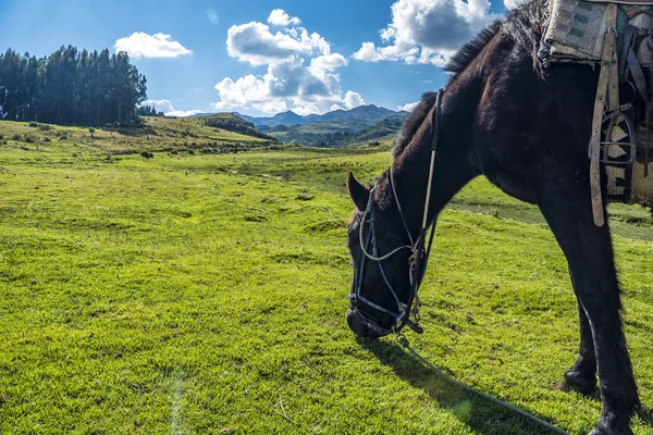 Équitation Cusco — Photo