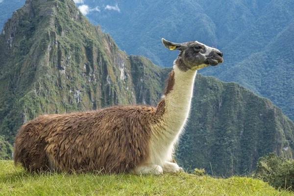 Machu Picchu Peru — Stockfoto