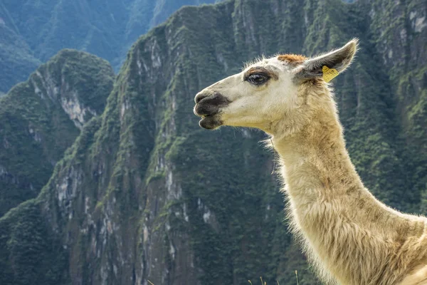 Machu Picchu Peru — Stock Photo, Image