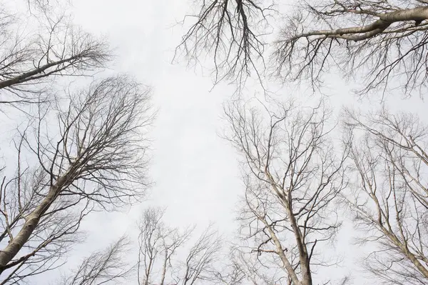 Gnarled sanat ağaç dalları beyaz bir arka planda izole.