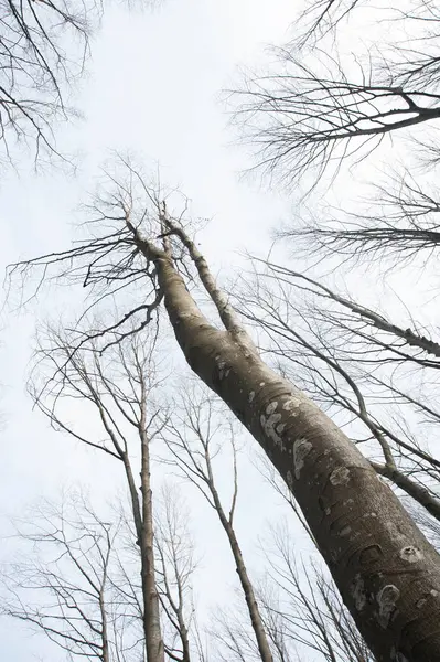 Gnarled sanat ağaç dalları beyaz bir arka planda izole.