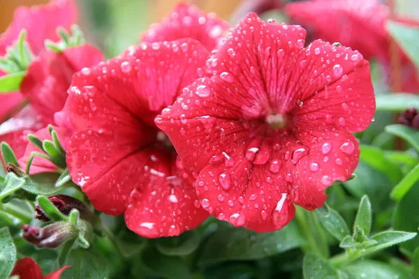 Blomma Efter Regn Blomma Med Regndroppar Blomma Regnet — Stockfoto