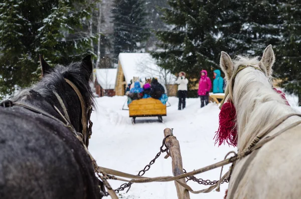 Trineo conducido por caballos en la nieve —  Fotos de Stock