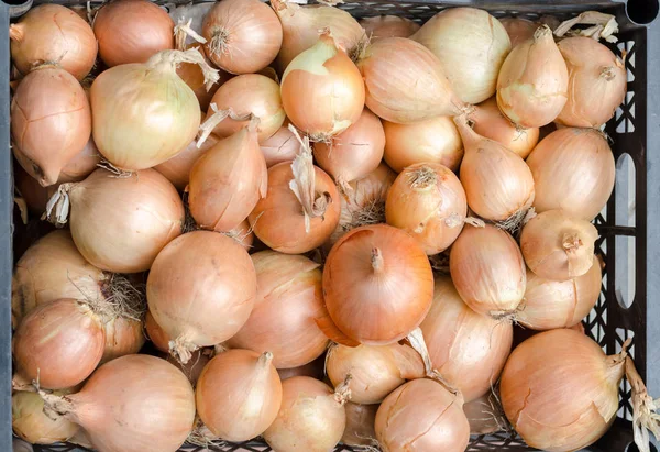 Harvest of yellow onion