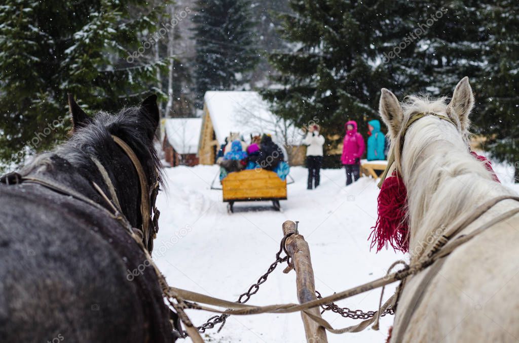 Horse driven sleigh in the snow