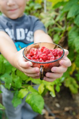 çocuk ne kadar olgun bir ahududu Kupası'nda topladık gösterir