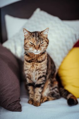 Bir kanepede oturan kedi