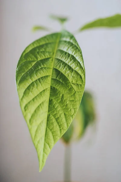 鳄梨叶 — 图库照片