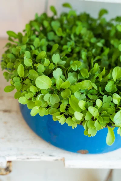 Arugula in metal pot — Stock Photo, Image