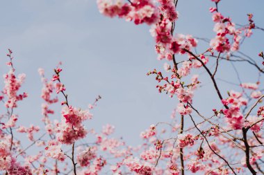 Japonya 'da kiraz çiçeği