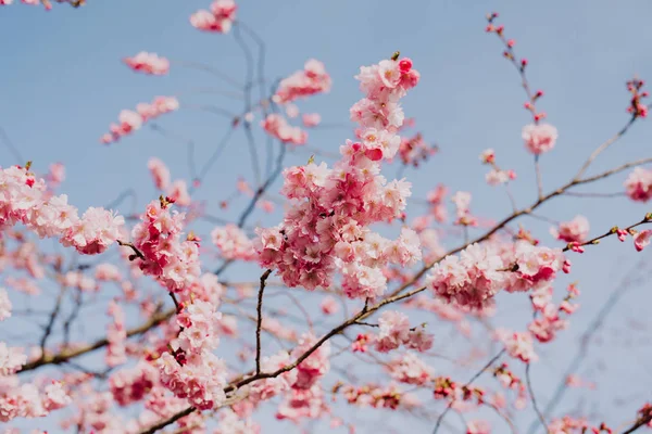 ดอกซากุระในญี่ปุ่น — ภาพถ่ายสต็อก
