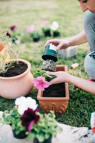 Planting petunia plants — Stock Photo, Image