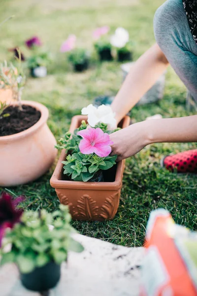 Planting petunia plants — Stock Photo, Image