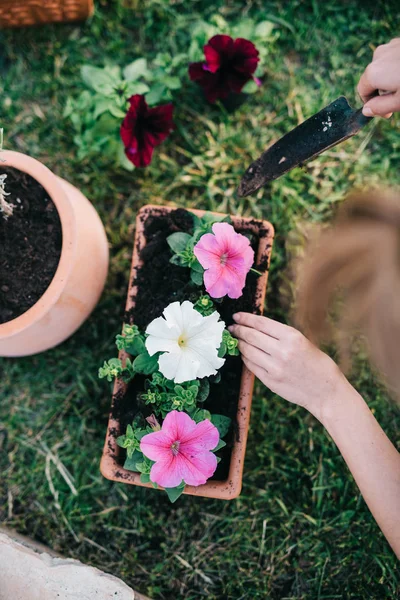 Planting petunia plants — Stock Photo, Image