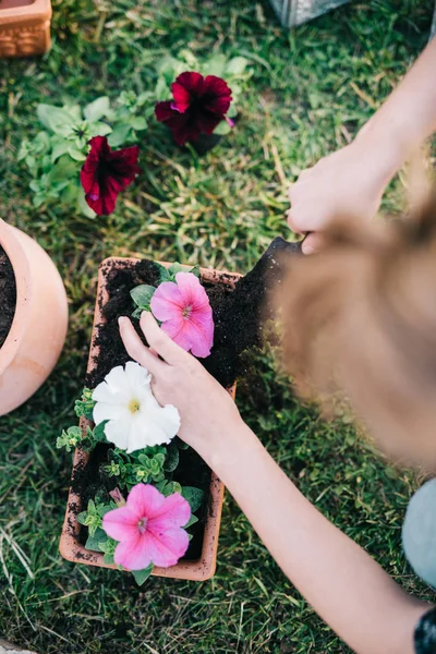 Planting petunia plants — Stock Image Planting petunia plants Royalty Free Stock Photos