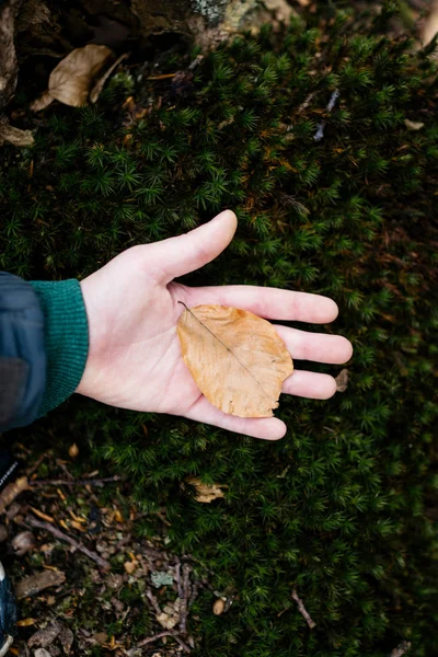Barn Naturen Håller Löv — Stockfoto