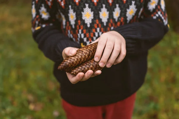 Cones de pinheiro — Fotografia de Stock