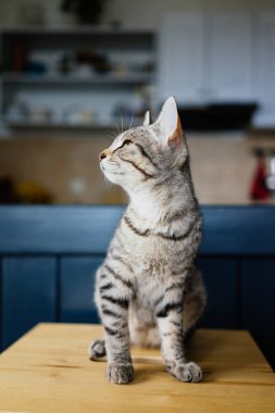 Şirin genç kedi oturuyor.