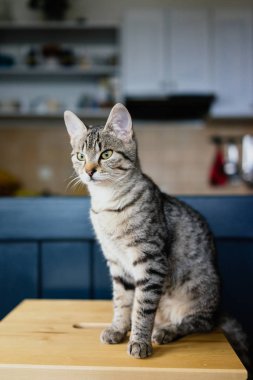 Şirin genç kedi oturuyor.