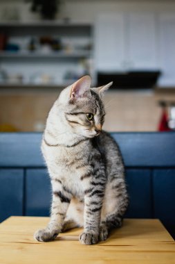 Şirin genç kedi oturuyor.
