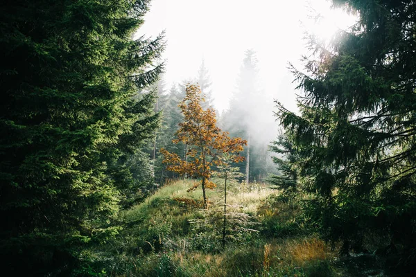 Maple tree — Stock Photo, Image