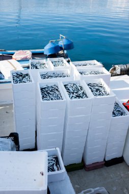 Taze hamsi ve sardalya dolu sandıklar.