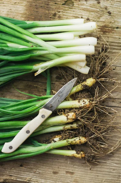 Spring onion — Stock Photo, Image