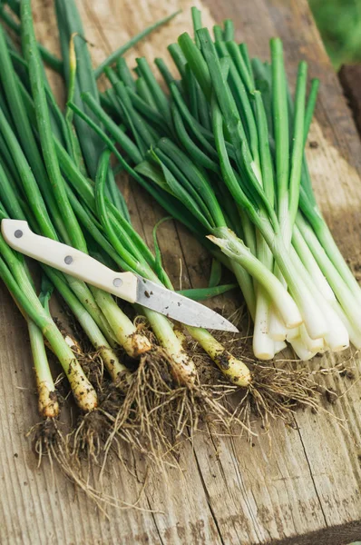 Cebolla de primavera — Foto de Stock