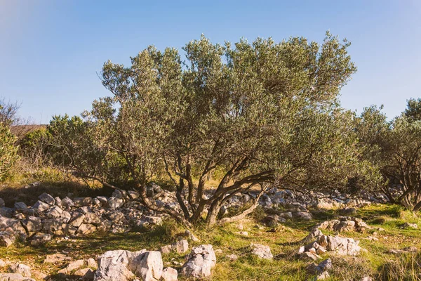 Ελαιόδεντρο Στην Κροατία — Φωτογραφία Αρχείου