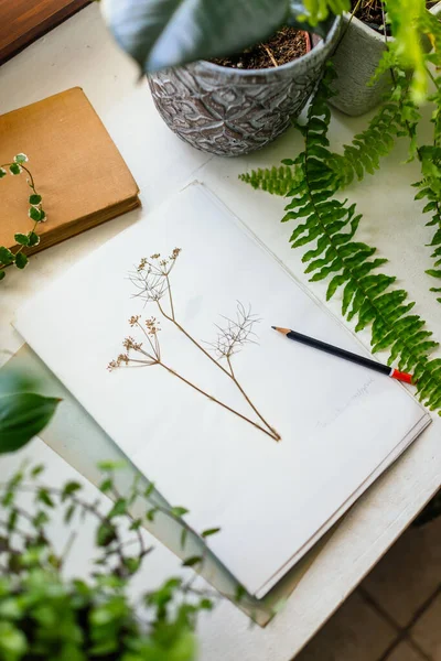 Sida Från Herbarium Och Växter Krukor — Stockfoto