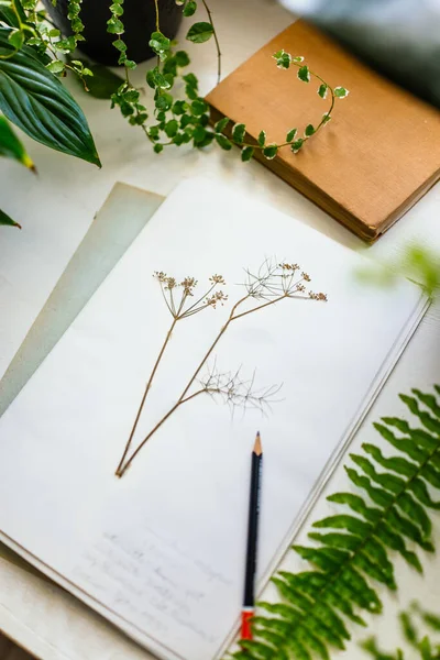 テーブルの上の鉢物や植物からのページ — ストック写真