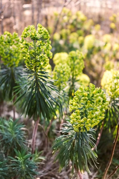 Euphorbia Characias Πλήρη Άνθιση — Φωτογραφία Αρχείου