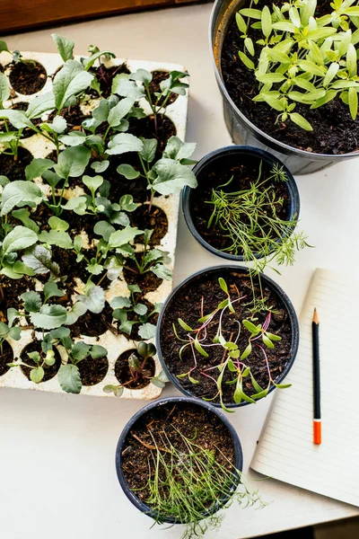 Young Fresh Vegetables Seedlings Table — Stock Photo, Image