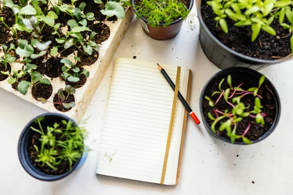 Young Fresh Vegetables Seedlings Notepad — Stock Photo, Image