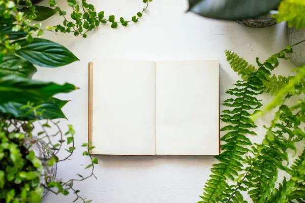 複数の屋内植物と白い机の上の空白の本 — ストック写真
