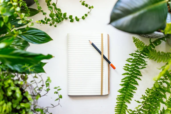 Birden Fazla Mekan Bitkisi Masanın Üzerinde Boş Bir Defter — Stok fotoğraf