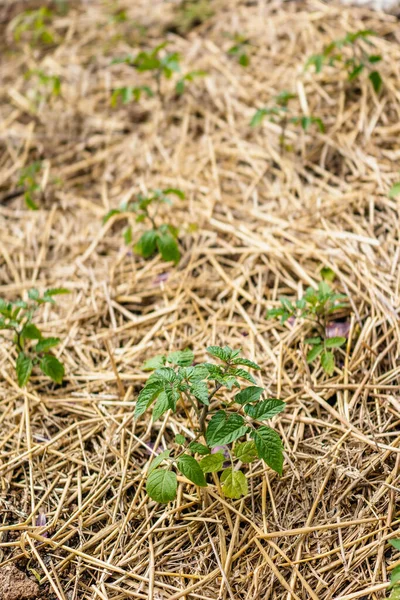 生长在稻草覆盖床上的番茄幼株 — 图库照片