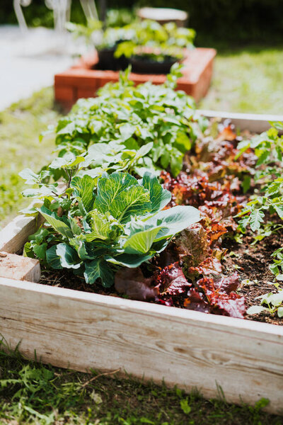 Detail of raised bed with vegetables
