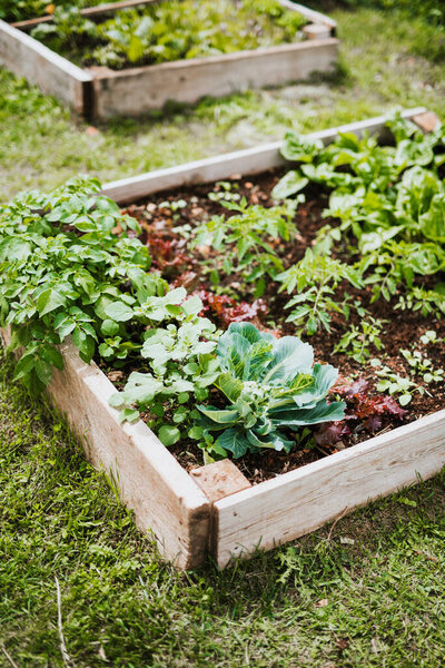 Raised beds with selection of vegetables 