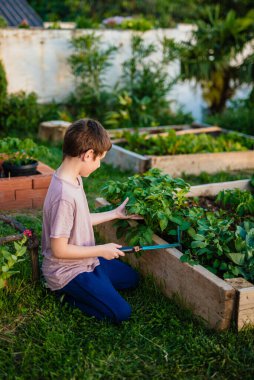 Mutfak bahçesindeki çocuk. Bitkileri olan yükseltilmiş bahçe yatakları.