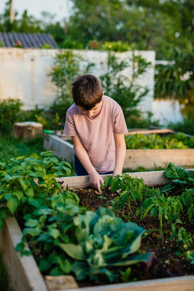 Junge Einem Gemüsegarten Hochbeete Mit Pflanzen — Stockfoto