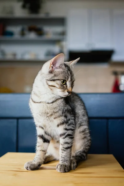 Mignon Jeune Chat Assis Jolie Un Seul Stock Photo Mignon Jeune Chat Assis Jolie Un Seul Stock Photo