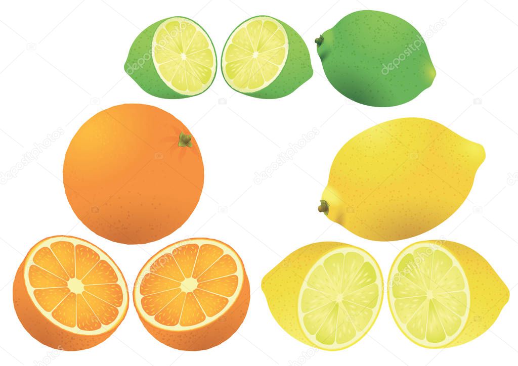 citrus fruits illustration