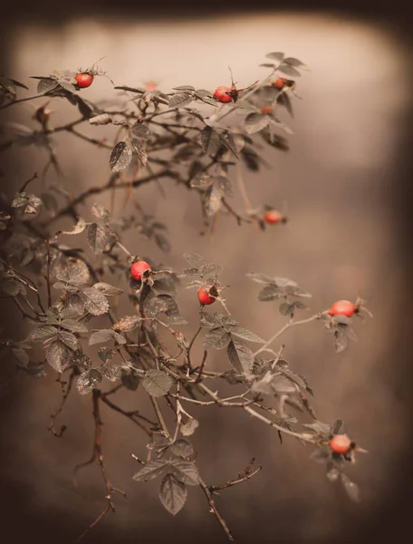 sonbahar bush spines ile